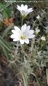Nieve de Monta�a - Cerastium tomentosum. Salto de la Yegua - Los Villares