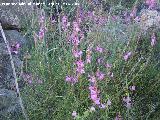 Boca de drag�n silvestre - Antirrhinum graniticum. Alcaudete