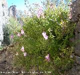 Boca de drag�n silvestre - Antirrhinum graniticum. Ja�n
