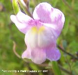 Boca de drag�n silvestre - Antirrhinum graniticum. Ja�n
