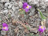 Boca de drag�n enana - Linaria simplex. Paraje Gin�s - Ardales