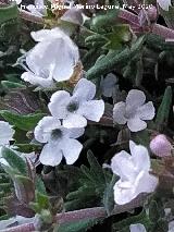 Tomillo blanco - Thymus zygis. Flores. La Veleta - Los Villares