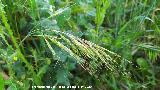 Bromus madrile�o - Bromus madritensis. La Veleta - Los Villares