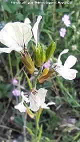 R�bano silvestre - Raphanus raphanistrum. La Veleta - Los Villares