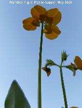 Hierba del escorpi�n - Scorpiurus muricatus. Flores. La Veleta - Los Villares