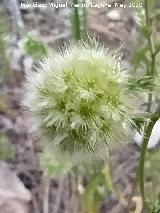 Comino silvestre - Lagoecia cuminoides. Flor. Puente Bajo - Los Villares