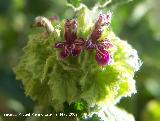 Marrubio - Ballota hirsuta. Flores. Los Ca�ones - Ja�n