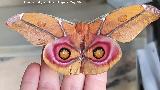 Polilla de seda de Suraka - Antherina suraka. Navas de San Juan