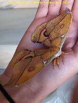 Polilla de seda de Suraka - Antherina suraka. Navas de San Juan