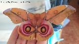 Polilla de seda de Suraka - Antherina suraka. Navas de San Juan