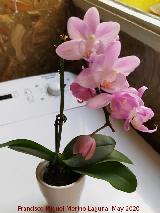 Orqu�dea mariposa mini - Phalaenopsis equestris. Navas de San Juan
