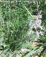 Falso pinillo - Teucrium pseudochamaepitys. Los Caones. Los Villares