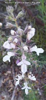 Falso pinillo - Teucrium pseudochamaepitys. La Veleta - Los Villares