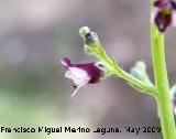 Ruda canina - Scrophularia canina. Pitillos. Valdepeas