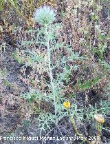 Cardo yesquero - Echinops ritro. Los Caones. Jan