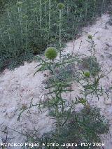 Cardo yesquero - Echinops ritro. Los Caones. Jan