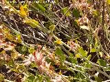 Acedera indurada - Rumex induratus. Hojas. Cerro de la Mina - Villanueva de las Torres