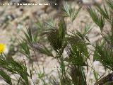 Bromus rubens - Bromus rubens. Los Caones. Los Villares