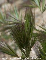 Bromus rubens - Bromus rubens. Los Caones. Los Villares