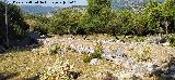 Calzada de Benaocaz a Ubrique. 