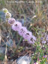 Menta Poleo - Mentha pulegium. Benaocaz