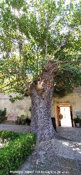 Castillo Palacio de los Ribera. Fresno de Bornos en la entrada al Jard�n Bajo