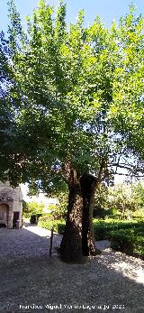 Castillo Palacio de los Ribera. Fresno de Bornos en la entrada al Jard�n Bajo