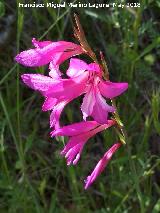 Gladiolo silvestre - Gladiolus italicus. La Sierrezuela - Castillo de Locubn