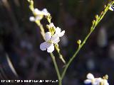 Jaramago blanco - Crambe filiformis. Los Caones. Jan