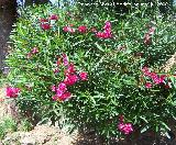 Adelfa - Nerium oleander. Benalmdena