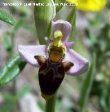 Orqudea araa - Ophrys holoserica. Pitillos. Valdepeas