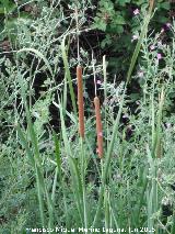 Espadaa - Typha dominguensis. Ro Fro - Los Villares