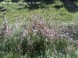 Espadaa - Typha dominguensis. Quiebrajano. Valdepeas