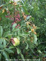 Cornicabra - Pistacia terebinthus. La Baizuela - Torredelcampo