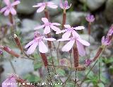 Jabonera rocosa - Saponaria ocymoides. Pitillos. Valdepeas