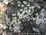 Lino blanco - Linum suffruticosum. Las Yeseras - Navas de San Juan