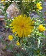 Cardo Mara - Scolymus hispanicus. Berrueco - Torredelcampo