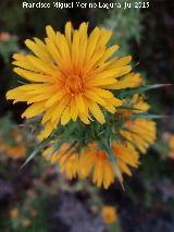 Cardo Mara - Scolymus hispanicus. Flor. Los Villares