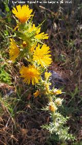 Cardo Mar�a - Scolymus hispanicus. Benaocaz