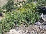 Adelfilla de Gibraltar - Bupleurum gibraltaricum. Los Caones Jan