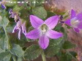 Campanula de roca - Campanula mollis. Los Caones Jan