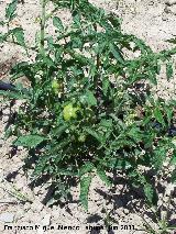 Tomatera - Solanum lycopersicum. Los Villares