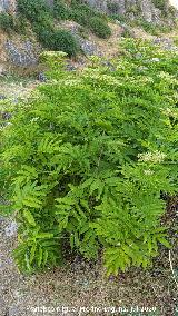 Yezgo - Sambucus ebulus. Ca�ada de la Magdalena - La Iruela