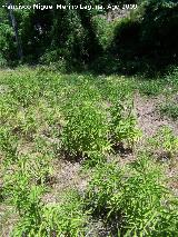 Yezgo - Sambucus ebulus. Huelga Utrera (Santiago Pontones)