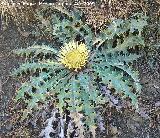 Carlina - Carlina acanthifolia. Caada del Saucar (Santiago Pontones)