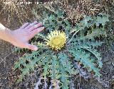 Carlina - Carlina acanthifolia. Caada del Saucar (Santiago Pontones)