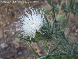 Cardo blanco - Cirsium ferox. Caada Saucar - Santiago Pontones