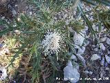 Cardo blanco - Cirsium ferox. Puntal de la Misa (Santiago Pontones)