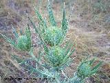 Cardo de cardadores - Dipsacus fullonum. Los Anchos (Santiago Pontones)