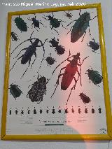 Animales. Escarabajos